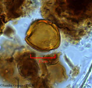 Forgesia borbonica - lame n° 26657