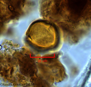 Forgesia borbonica - lame n° 26657