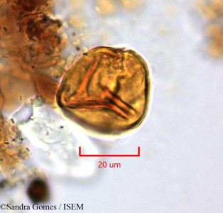 Forgesia borbonica - lame n° 26657