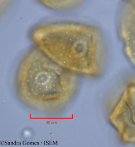Sandra.Gomes/Heterochaenia_borbonica_26529/Heterochaenia_borbonica_26529_0001(copy)_thumb.jpg