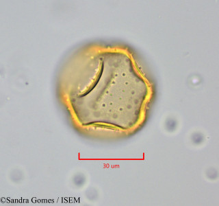 Sandra.Gomes/Heterochaenia_ensifolia_26530/Heterochaenia_ensifolia_26530_0001(copy)_thumb.jpg