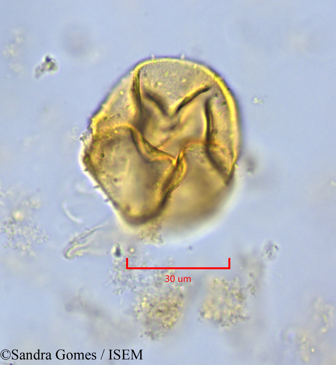 Sandra.Gomes/Heterochaenia_rivalsii_26528/Heterochaenia_rivalsii_26528_0001(copy).jpg