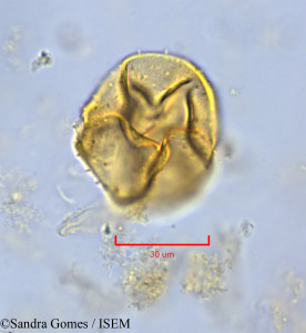 Sandra.Gomes/Heterochaenia_rivalsii_26528/Heterochaenia_rivalsii_26528_0001(copy)_thumb.jpg