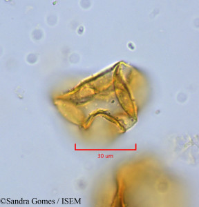 Heterochaenia rivalsii - lame n° 26528