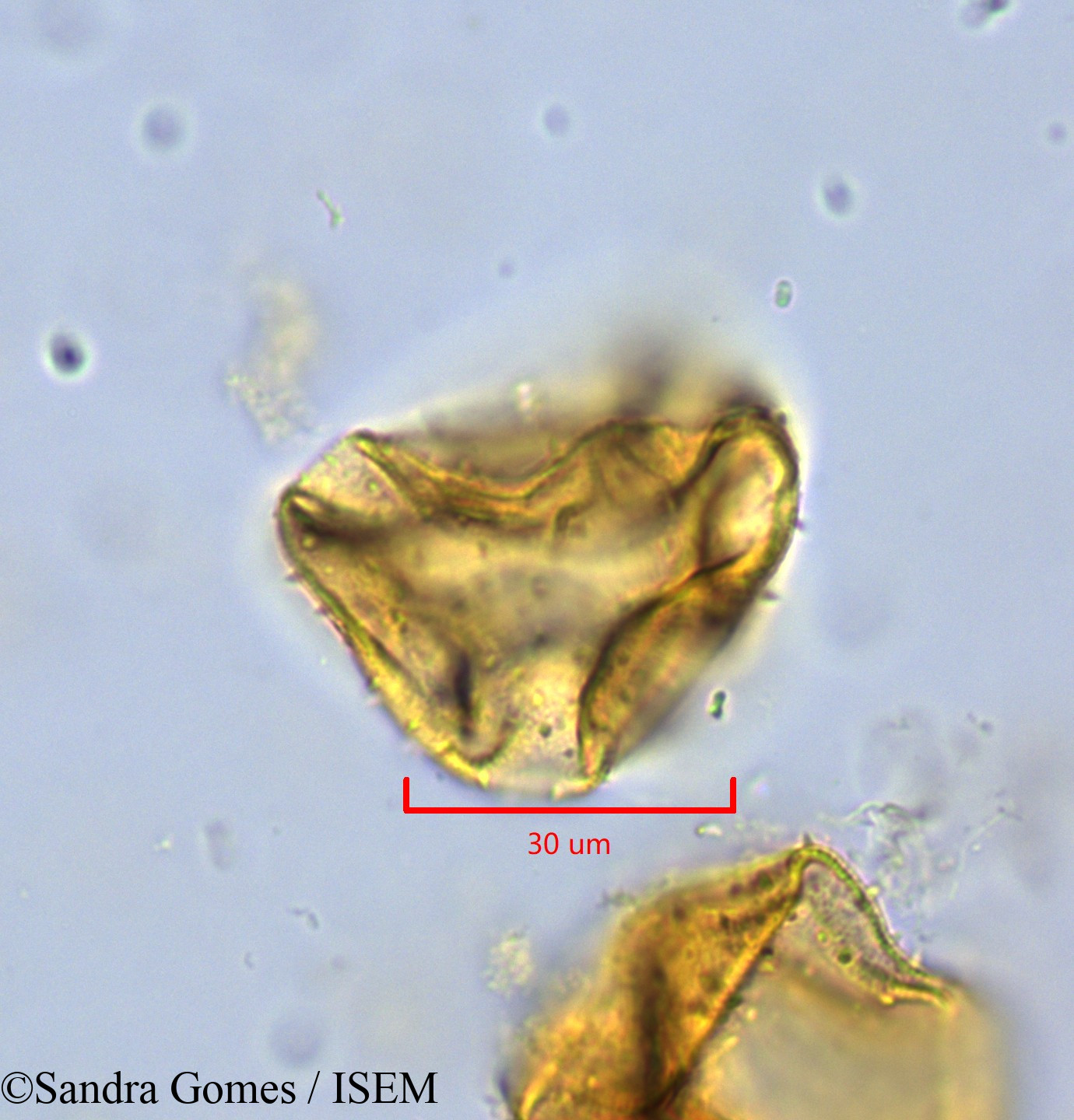Sandra.Gomes/Heterochaenia_rivalsii_26528/Heterochaenia_rivalsii_26528_0003(copy).jpg