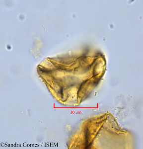 Heterochaenia rivalsii - lame n° 26528