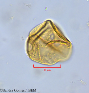 Heterochaenia rivalsii - lame n° 26528