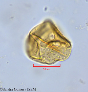 Heterochaenia rivalsii - lame n° 26528