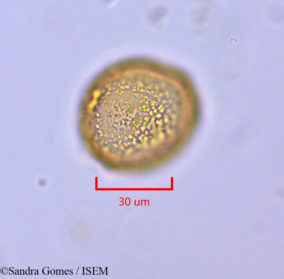 Sandra.Gomes/Mascarenhasia_arborescens_45380/Mascarenhasia_arborescens_45380_0001(copy).jpg