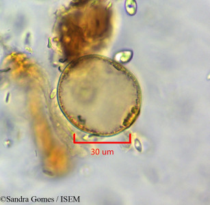 Mascarenhasia arborescens - lame n° 45380
