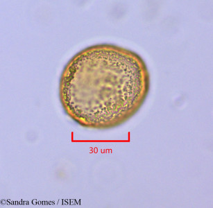 Mascarenhasia arborescens - lame n° 45380
