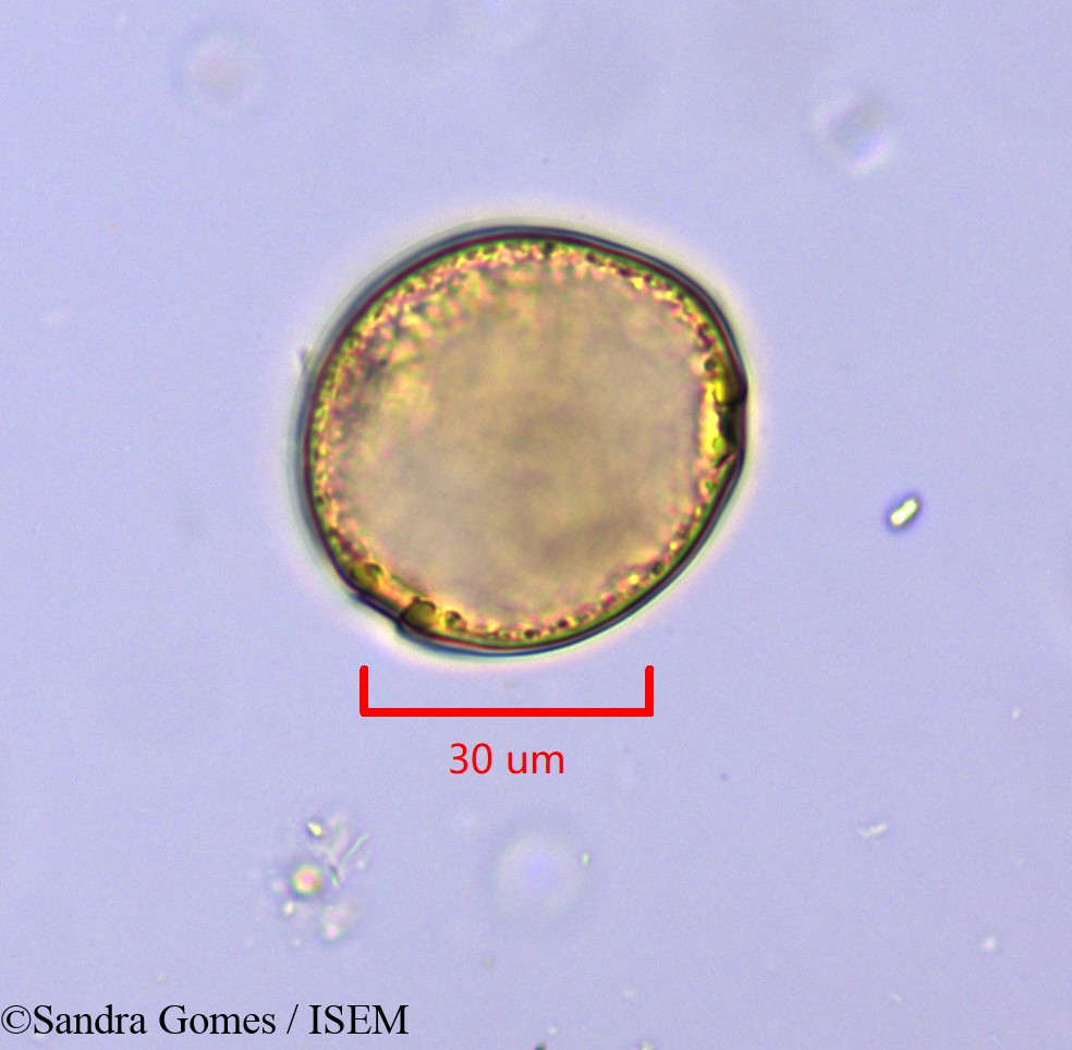 Sandra.Gomes/Mascarenhasia_arborescens_45380/Mascarenhasia_arborescens_45380_0005(copy).jpg