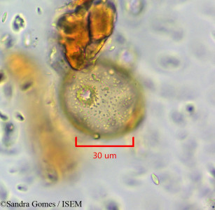 Mascarenhasia arborescens - lame n° 45380