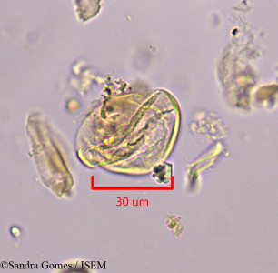 Popowia capuronii - lame n° 34897