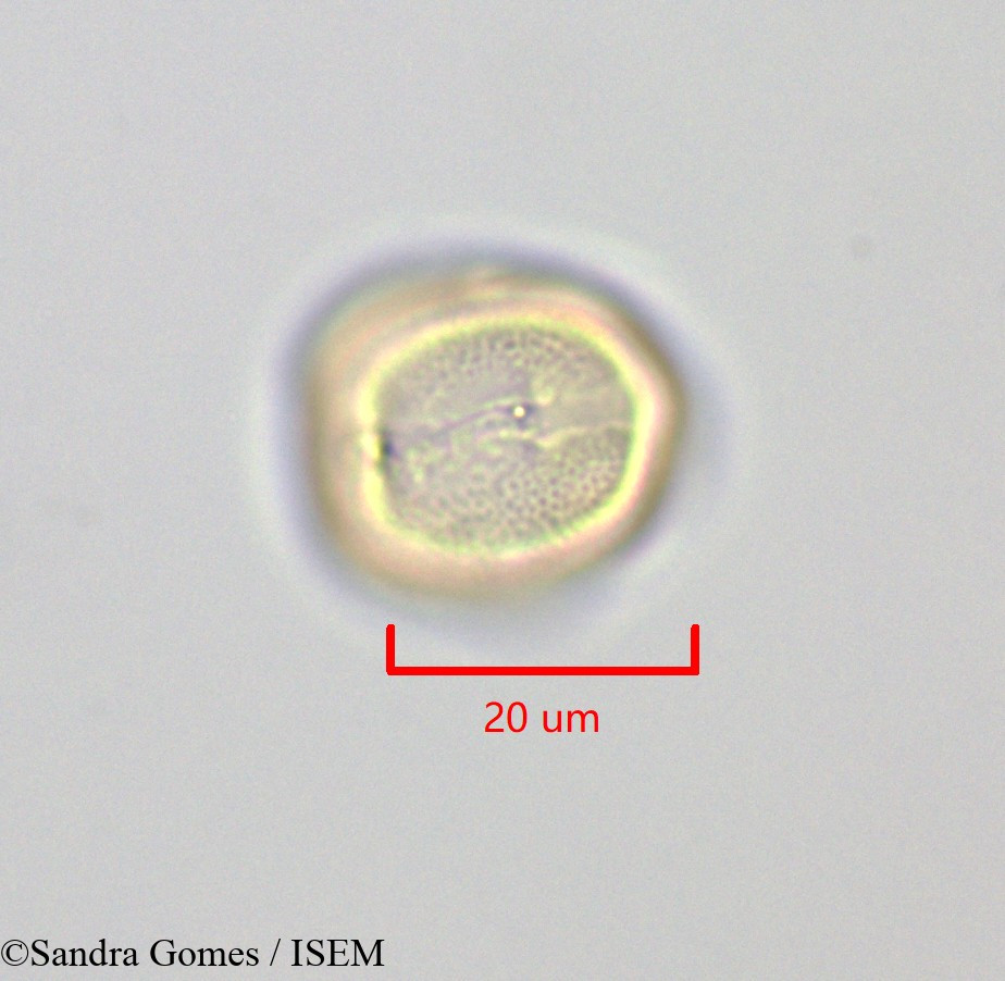 Sandra.Gomes/Sophora_denudata_28868/Sophora_denudata_28868_0002(copy).jpg