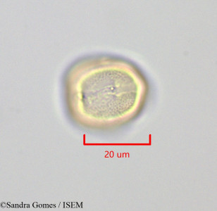 Sophora denudata - lame n° 28868