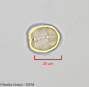 Sophora denudata - lame n° 28868