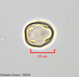 Sophora denudata - lame n° 28868