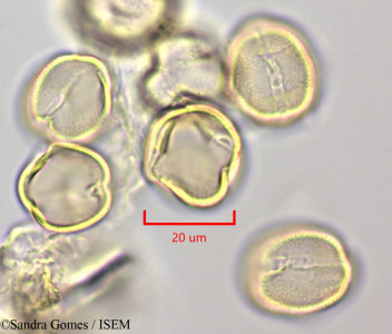 Sophora denudata - lame n° 28868