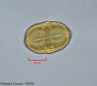 Sandra.Gomes/Stillingia_lineata_28299/Stillingia_lineata_28299_0001(copy)_thumb.jpg