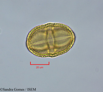 Stillingia lineata - lame n° 28299