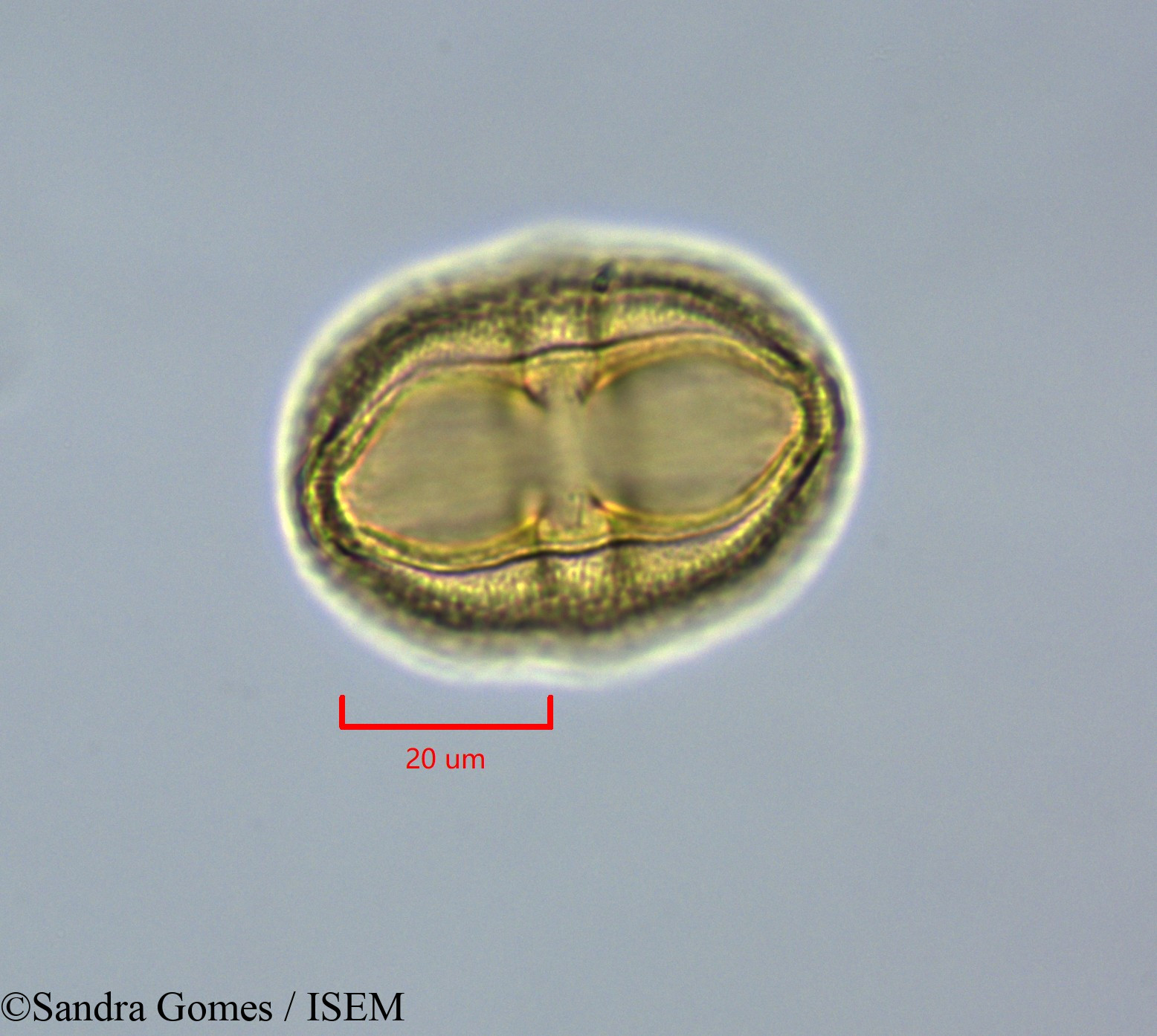 Sandra.Gomes/Stillingia_lineata_28299/Stillingia_lineata_28299_0003(copy).jpg