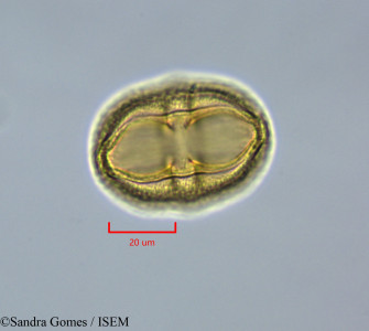 Stillingia lineata - lame n° 28299