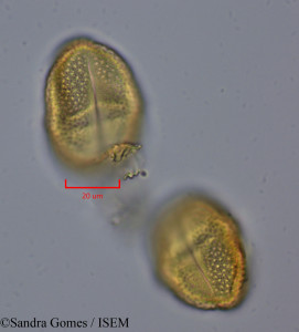 Stillingia lineata - lame n° 28299