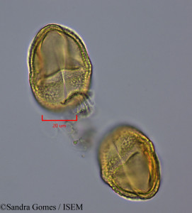 Stillingia lineata - lame n° 28299