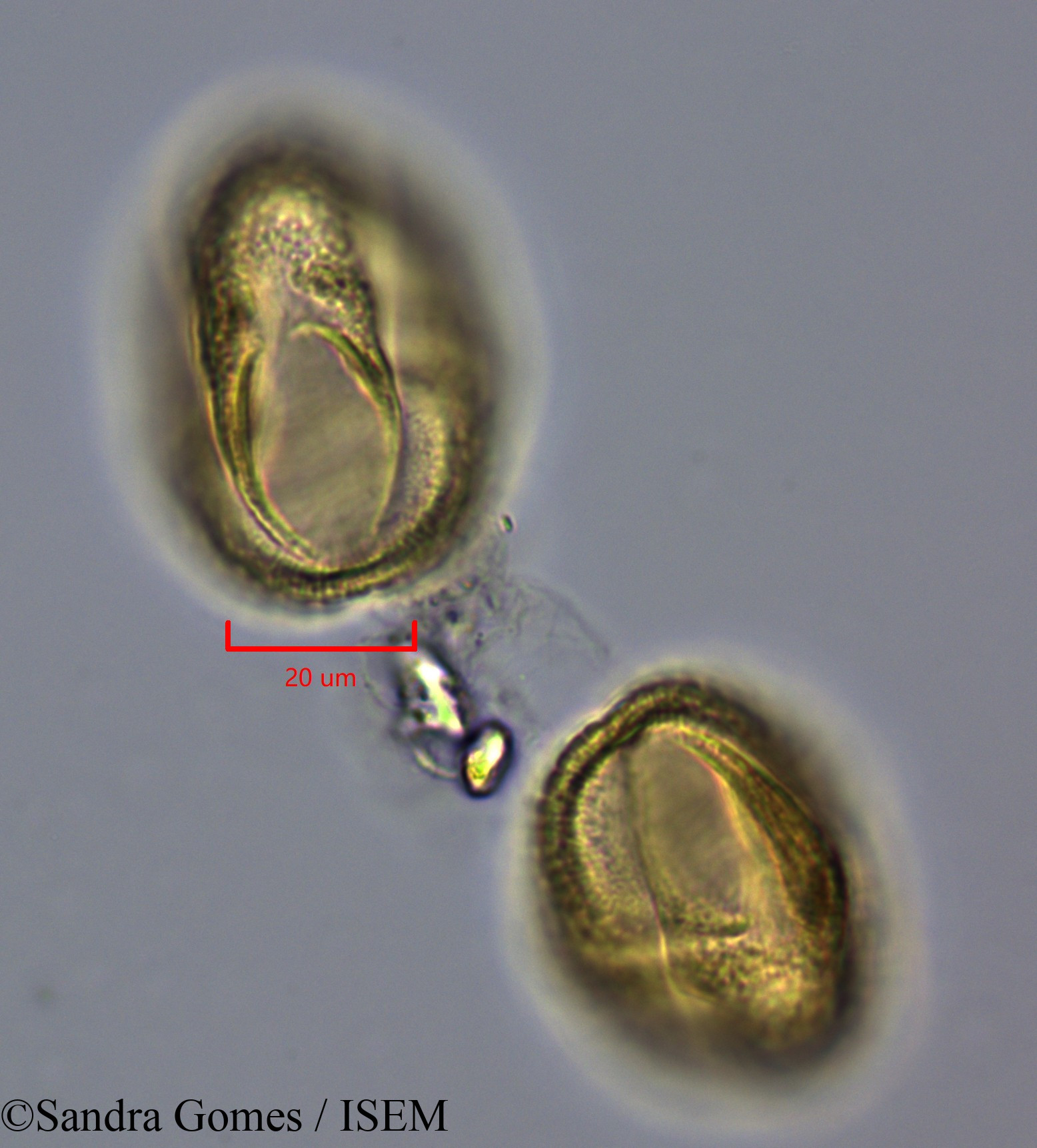 Sandra.Gomes/Stillingia_lineata_28299/Stillingia_lineata_28299_0006(copy).jpg