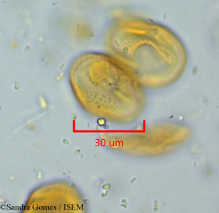 Sandra.Gomes/Strongylodon_lucidus_26483/Strongylodon_lucidus_26483_0001(copy)_thumb.jpg