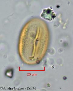 Strongylodon lucidus - lame n° 26483