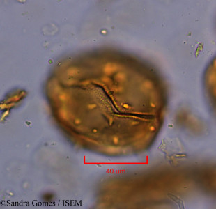 Sandra.Gomes/Trochetia_granulata_44378/Trochetia_granulata_44378_0001(copy)_thumb.jpg