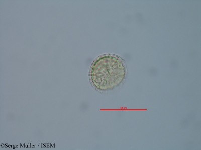 Serge.Muller/Diphasiastrum_alpinum_82337/Diphasiastrum_alpinum_82337_0001(copy)_thumb.jpg