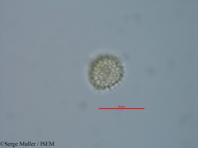 Diphasiastrum alpinum - lame n° 82337