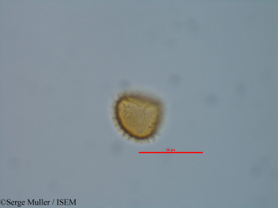 Diphasiastrum alpinum - lame n° 82337