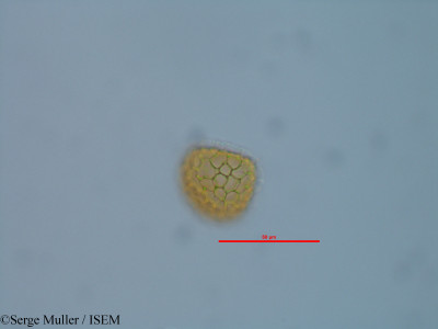 Diphasiastrum alpinum - lame n° 82337