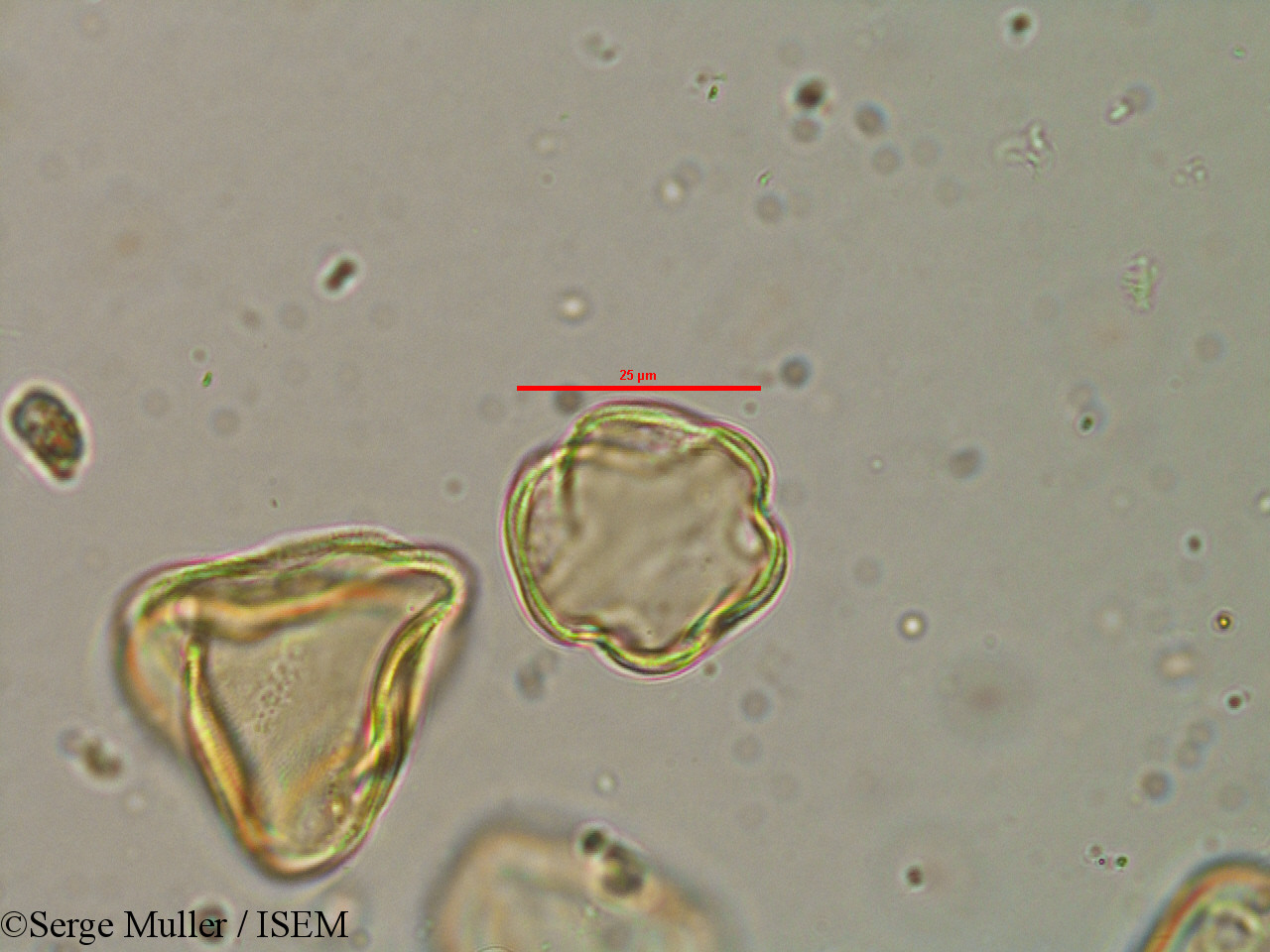 Serge.Muller/Lythrum_flexuosum_25858/Lythrum_flexuosum_25858_0001(copy).jpg