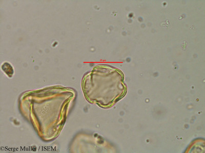 Serge.Muller/Lythrum_flexuosum_25858/Lythrum_flexuosum_25858_0001(copy)_thumb.jpg