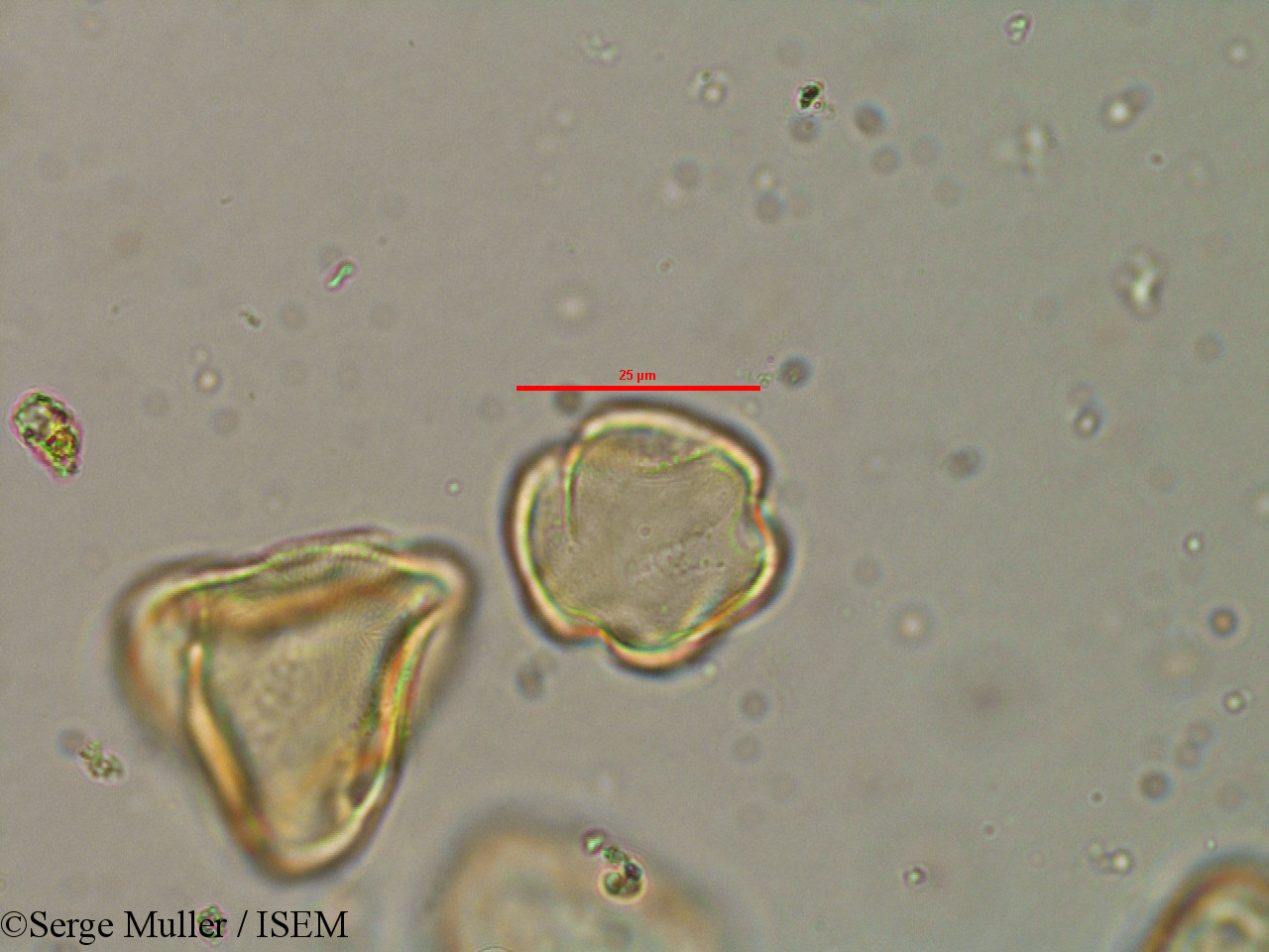 Serge.Muller/Lythrum_flexuosum_25858/Lythrum_flexuosum_25858_0002(copy).jpg