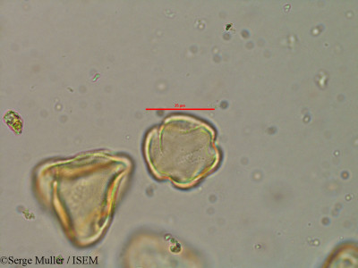 Lythrum flexuosum - lame n° 25858