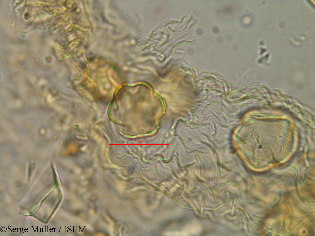 Serge.Muller/Lythrum_flexuosum_25858/Lythrum_flexuosum_25858_0003(copy).jpg