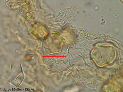 Lythrum flexuosum - lame n° 25858