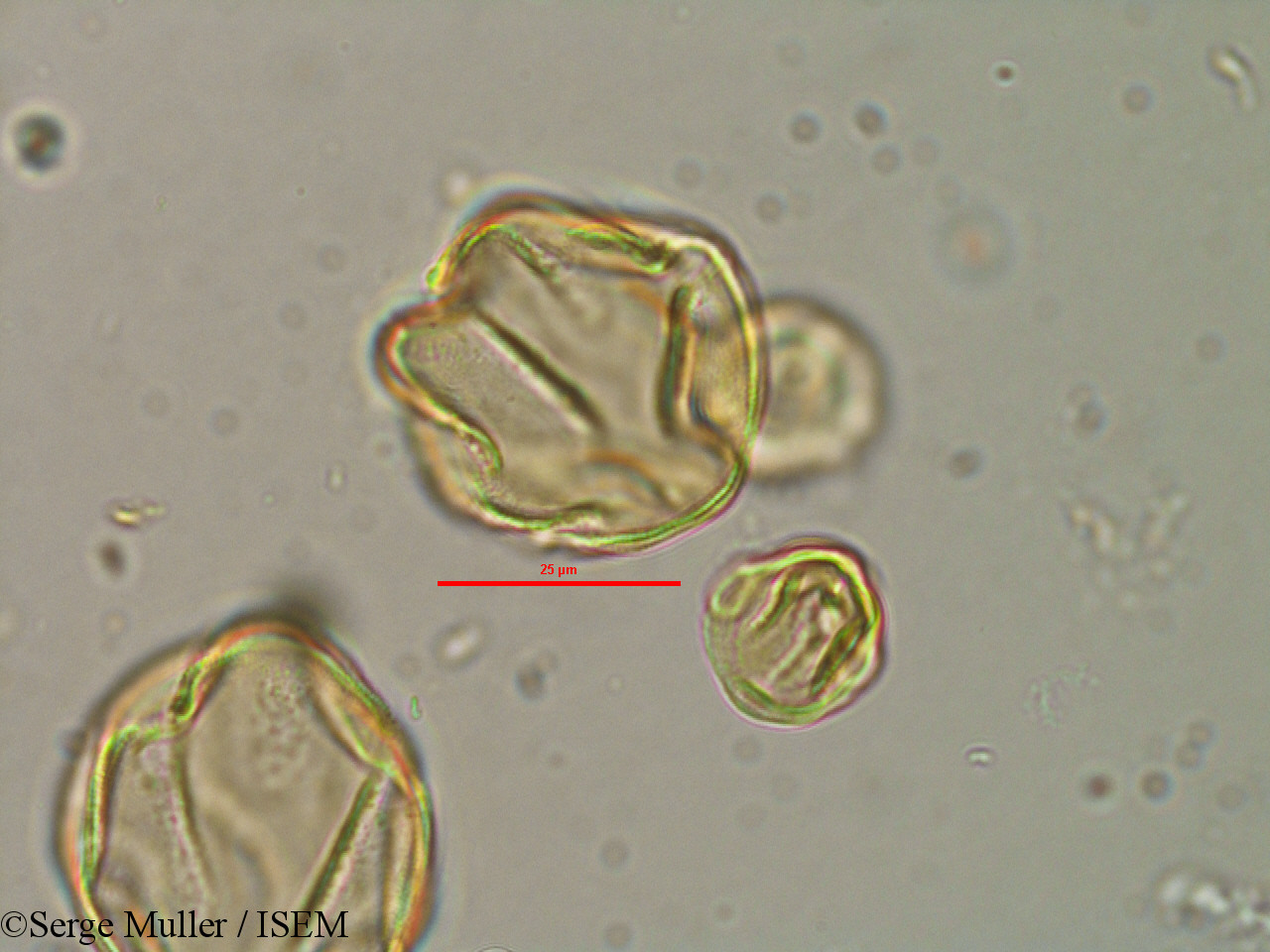 Serge.Muller/Lythrum_flexuosum_25858/Lythrum_flexuosum_25858_0004(copy).jpg