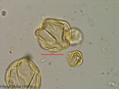 Lythrum flexuosum - lame n° 25858