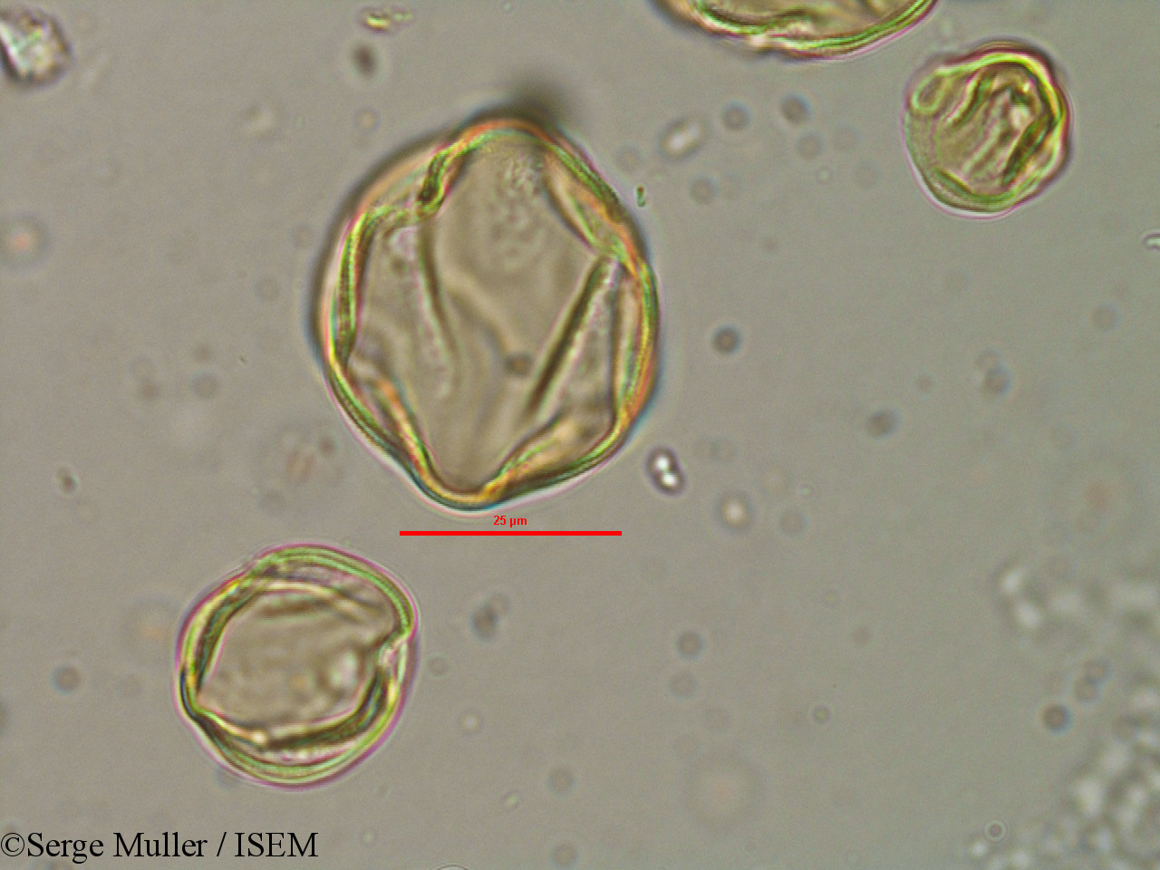 Serge.Muller/Lythrum_flexuosum_25858/Lythrum_flexuosum_25858_0005(copy).jpg