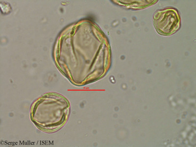 Lythrum flexuosum - lame n° 25858