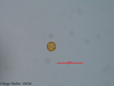 Serge.Muller/Lythrum_thesioides_47311/Lythrum_thesioides_47311_0001(copy)_thumb.jpg