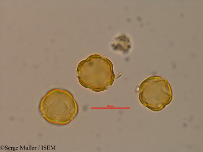Serge.Muller/Lythrum_tribracteatum_27586/Lythrum_tribracteatum_27586_0001(copy)_thumb.jpg
