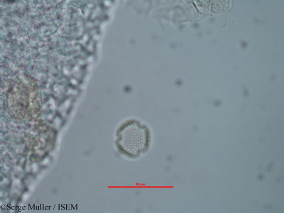 Olea europaea subsp. europaea - lame n° 39184